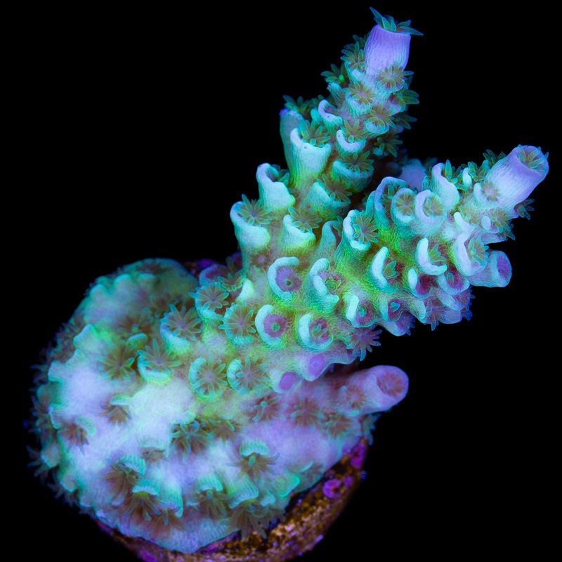 Ultra Tenuis Acropora Coral