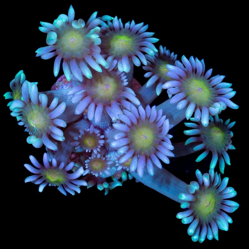 Ultra Yellow Eye Goniopora Coral