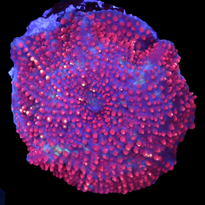Ultra Yellow Speckled Mushroom