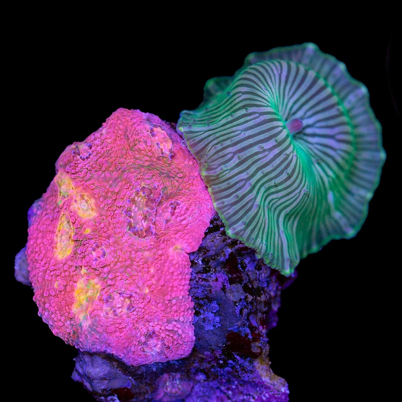 Vivid Echinophyllia + Green Striped Mushroom Combo Frag