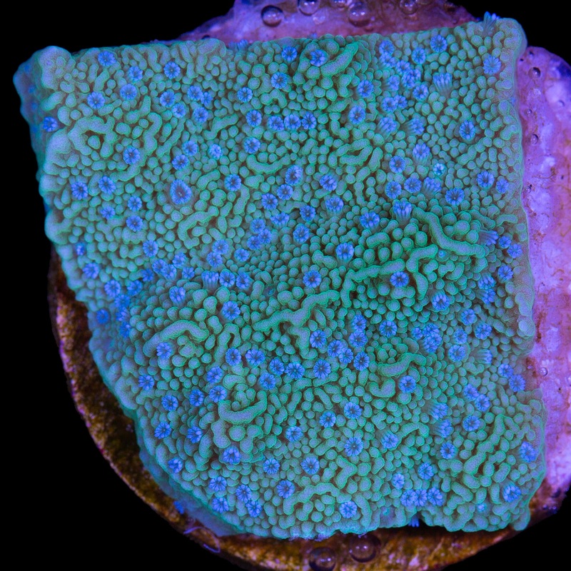 Vivid's Blue Polyp Montipora Capricornus Coral
