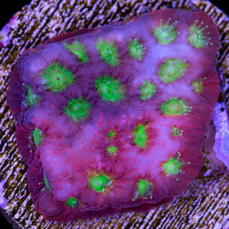 Vivid's Emerald Factory Favia Coral