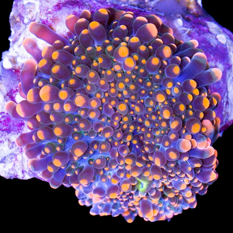 Vivid's Glowberry Yuma (1st Release)