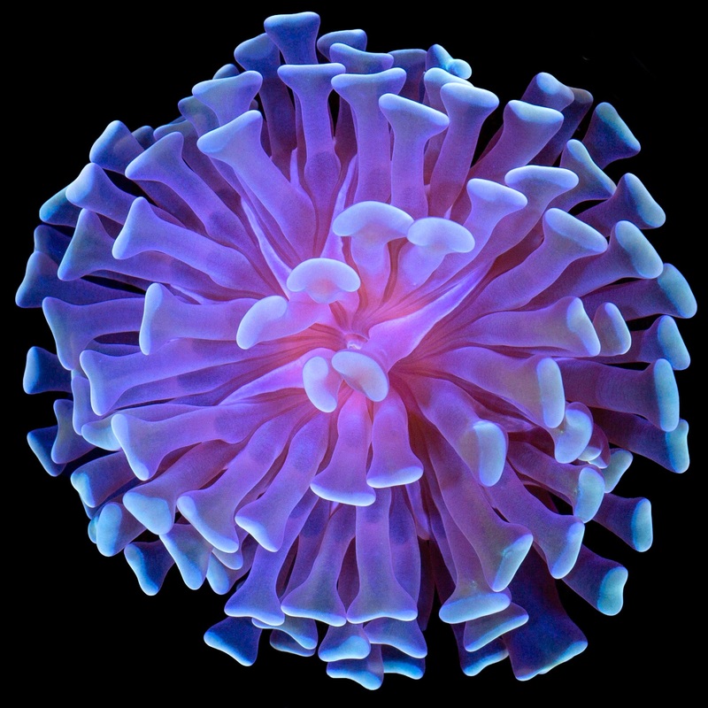 Vivid's Halo Branching Hammer Coral