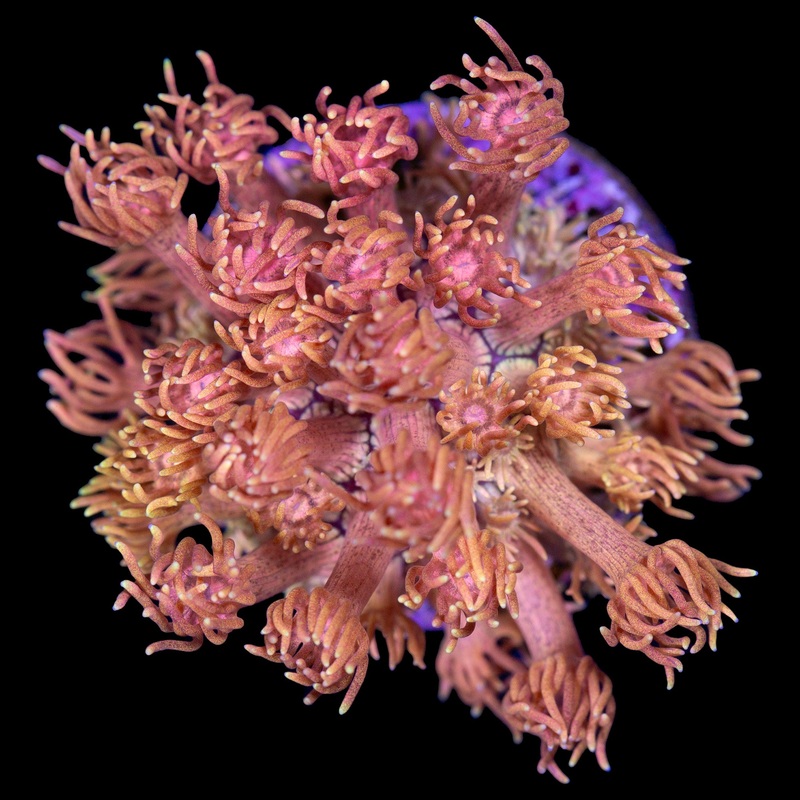 Vivid's Orange Dream Goniopora Coral
