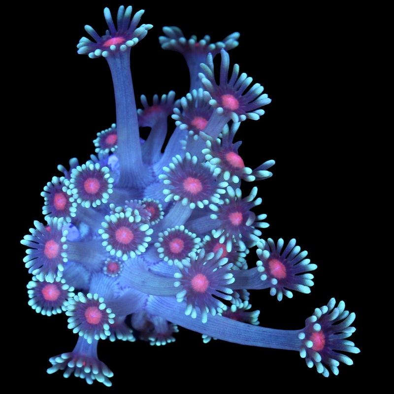 Vivid's Sakura Goniopora Coral