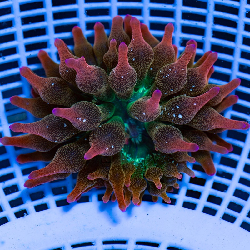 Vivid's Starburst Bubble Tip Anemone - 1st Release