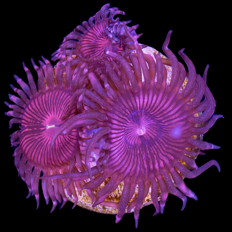 Vivid's Terra Fire Zoanthid Coral