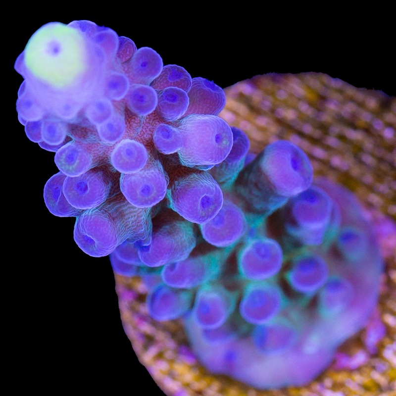 Vivid's Yellow Tip Tort Acropora Coral
