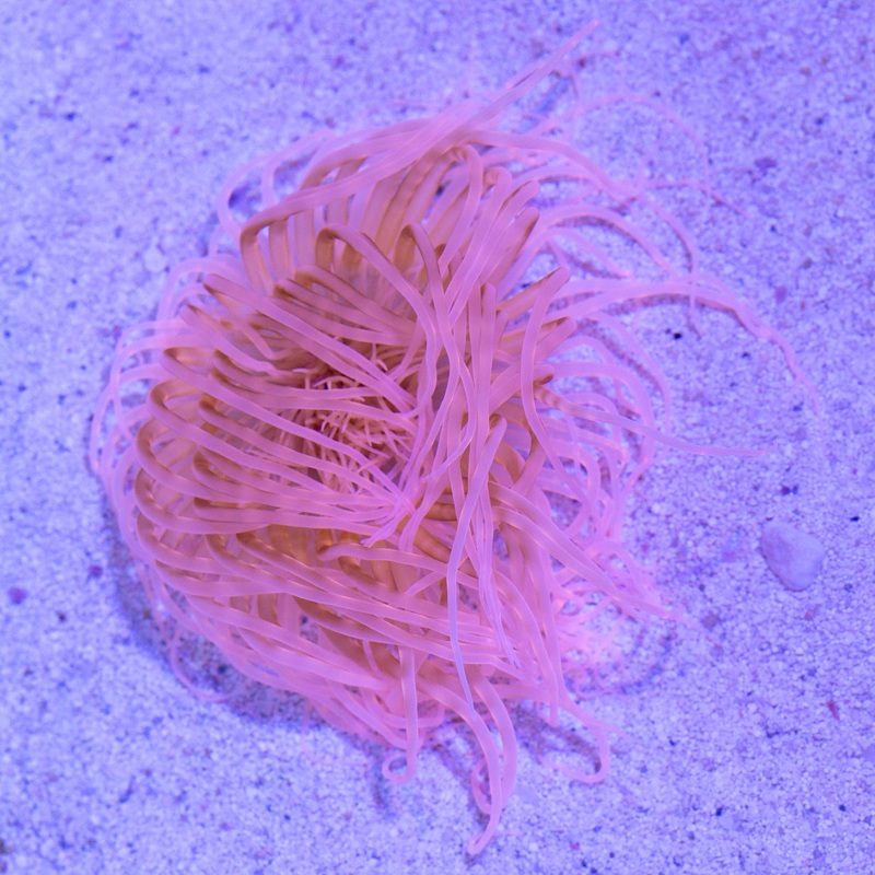 XL Orange Tube Anemone
