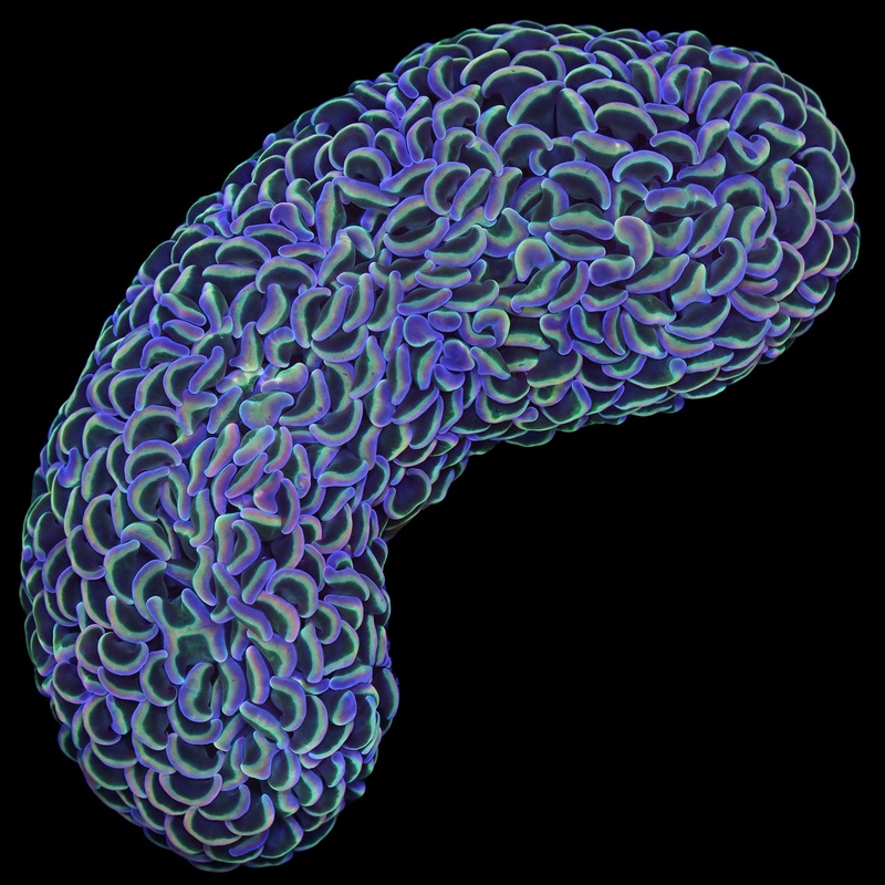 6" Rainbow Wall Hammer Coral Colony