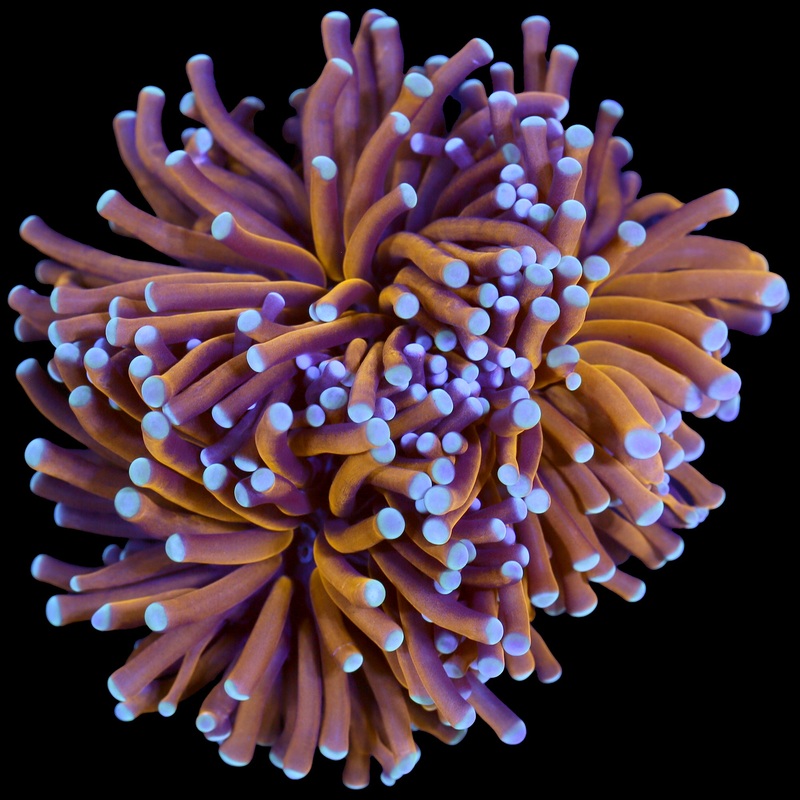 Aussie Gold Torch Coral - 3 Heads