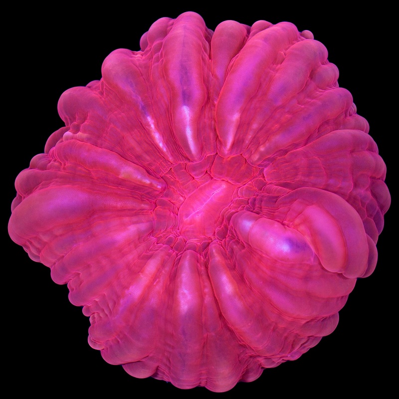 Aussie Red Cynarina Coral