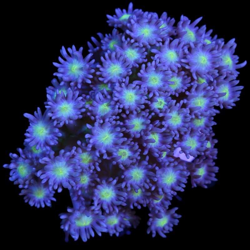 Baby Blue Eyes Goniopora Coral