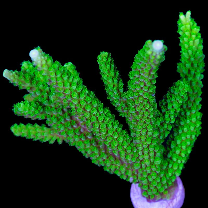 Bali Slimer Acropora Coral Colony