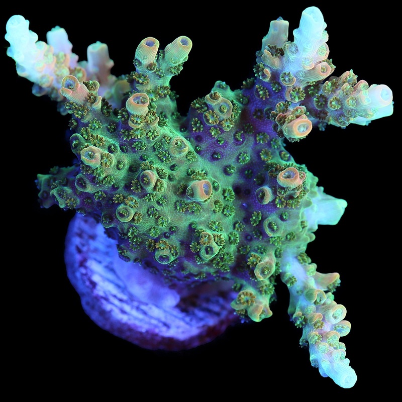 Bill Murray Acropora Coral