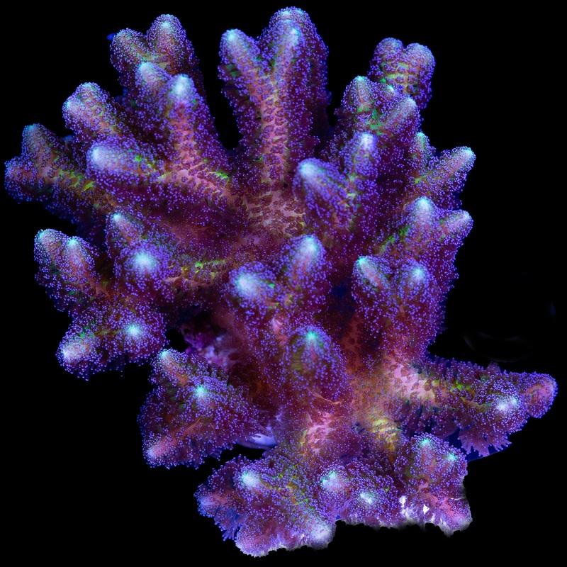 Bird of Paradise Coral Colony