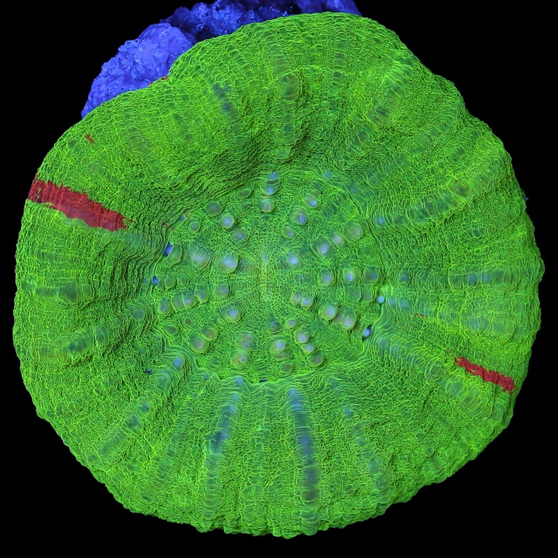 Bleeding Apple Scolymia Coral
