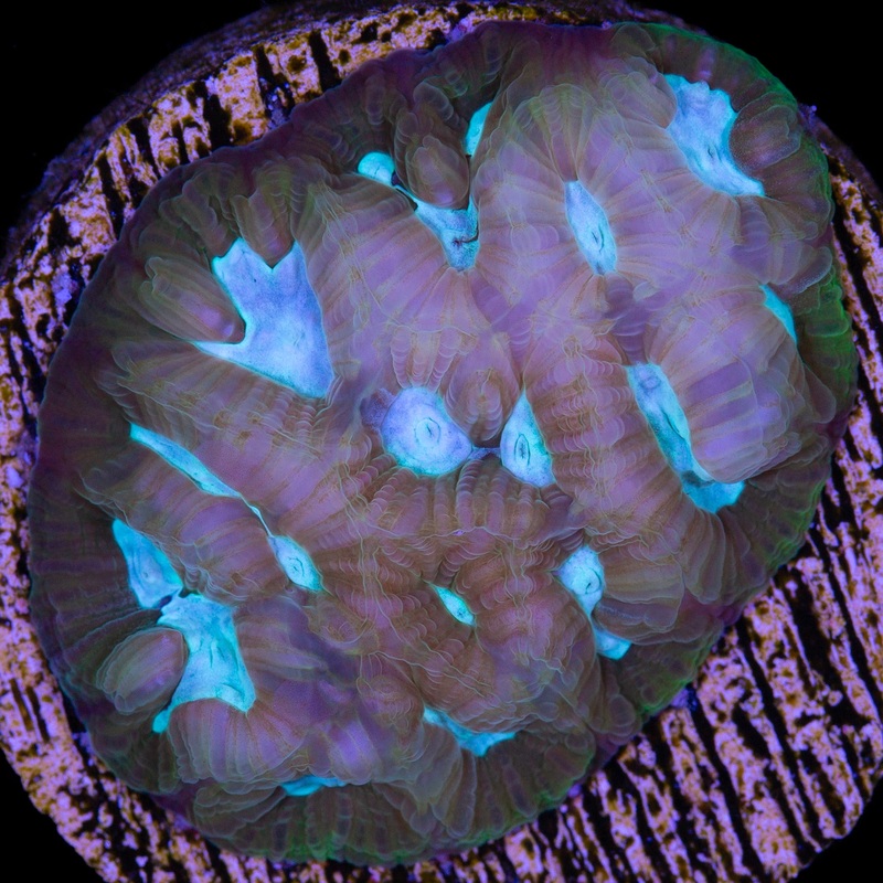Blue Eye Favia Coral