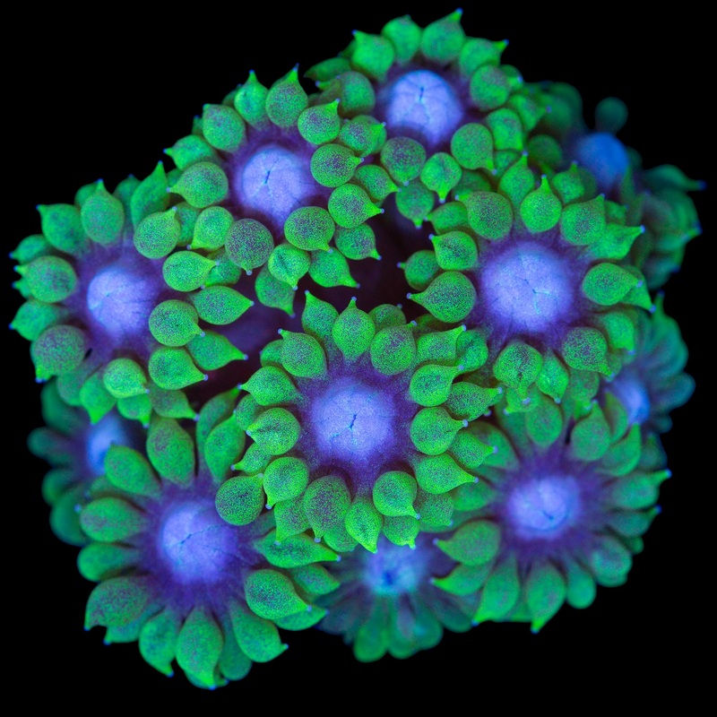 Blue Eye Goniopora Coral