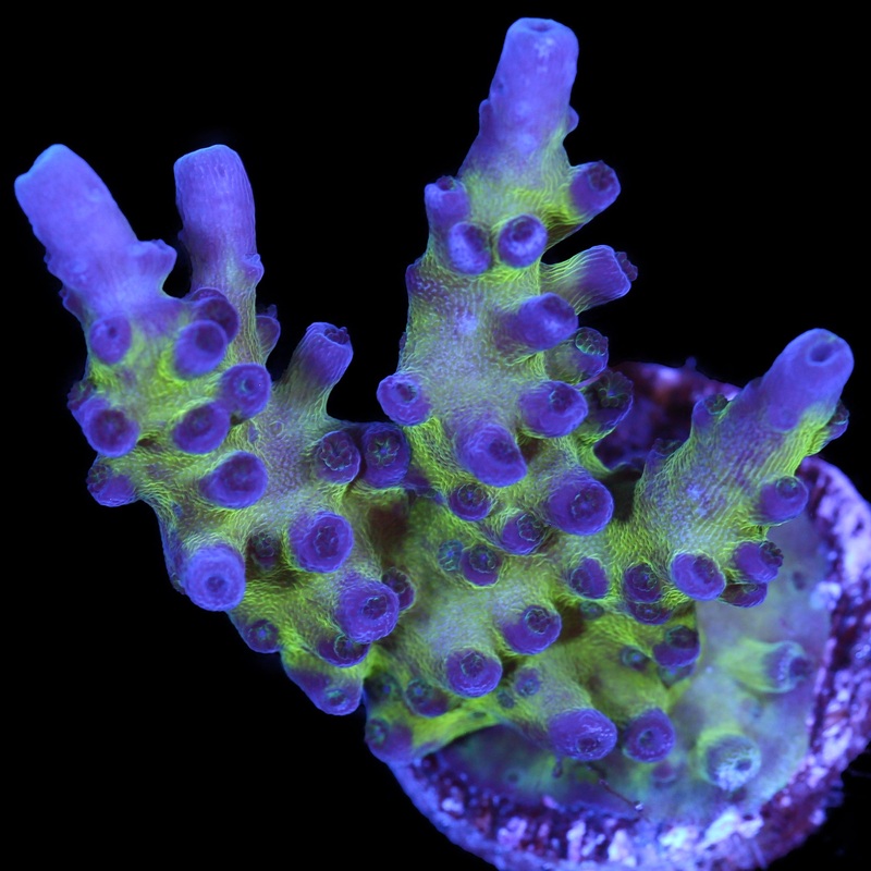 Blue Green Tort Acropora
