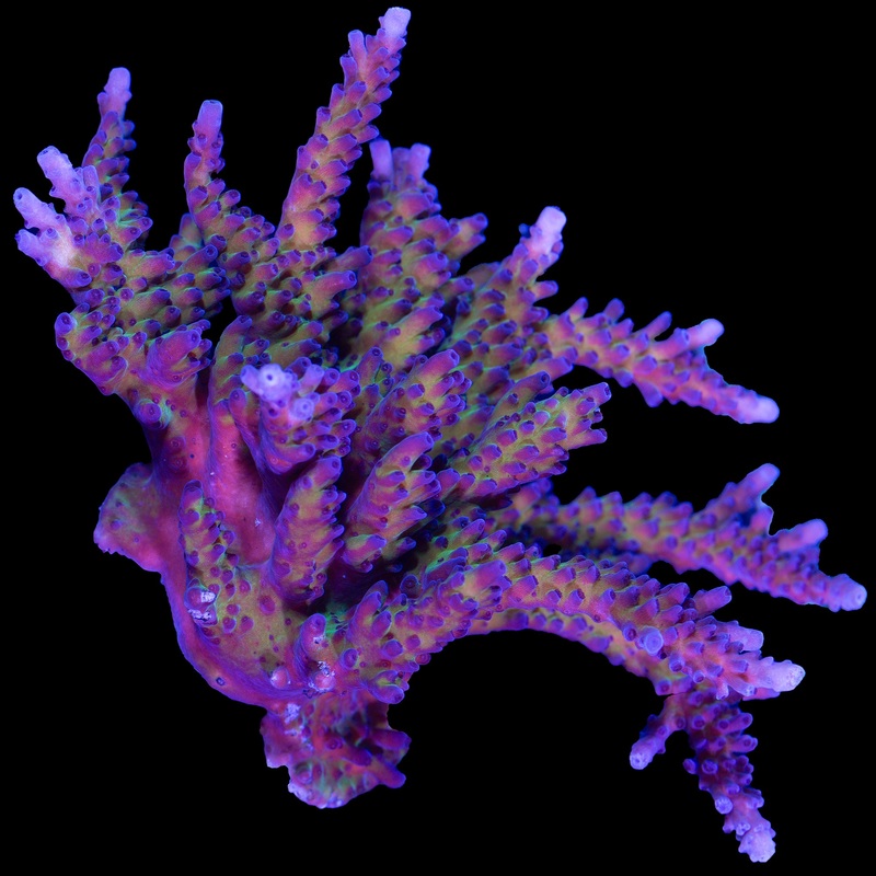 Blue Green Tort Acropora Coral Colony