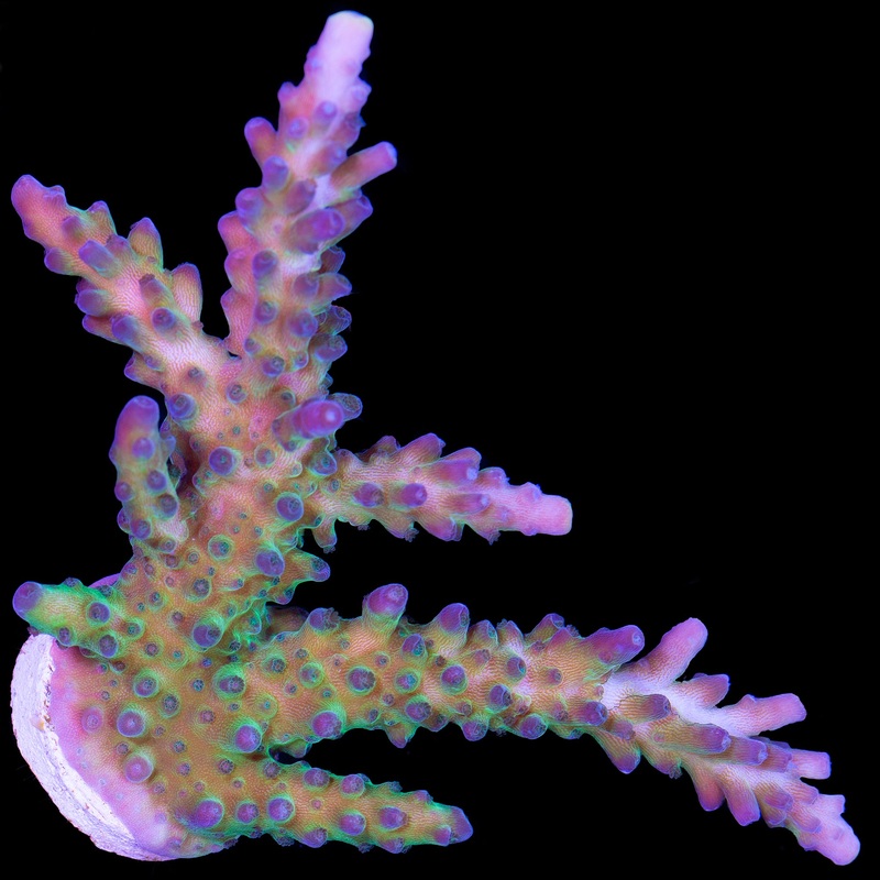 Blue Green Tort Acropora Coral - Lg Frag