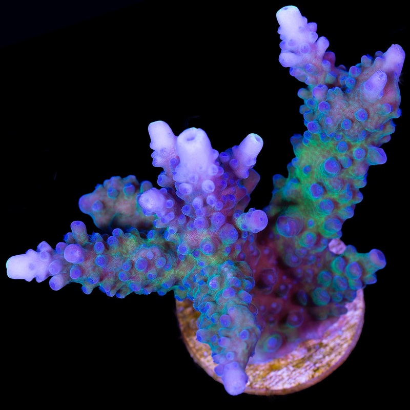 Blue Green Tort Acropora - Mini Colony