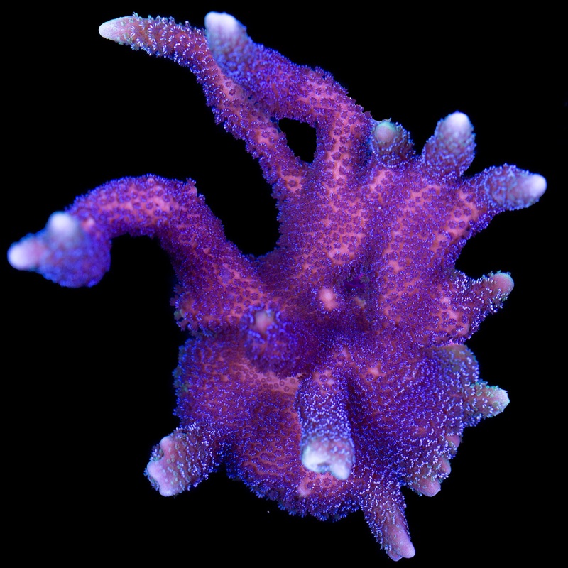 Blue Polyp Montipora Digitata Coral - Mini Colony