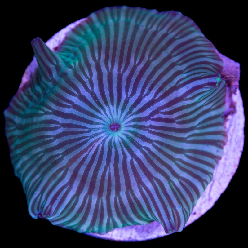 Blue Striped Mushroom