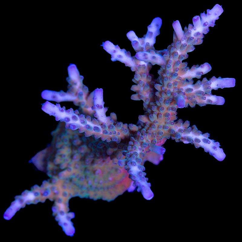 Blue Tip Staghorn Acropora Coral Colony