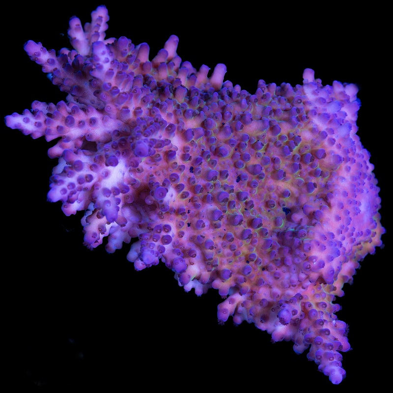 Blue Tort Acropora Coral Colony