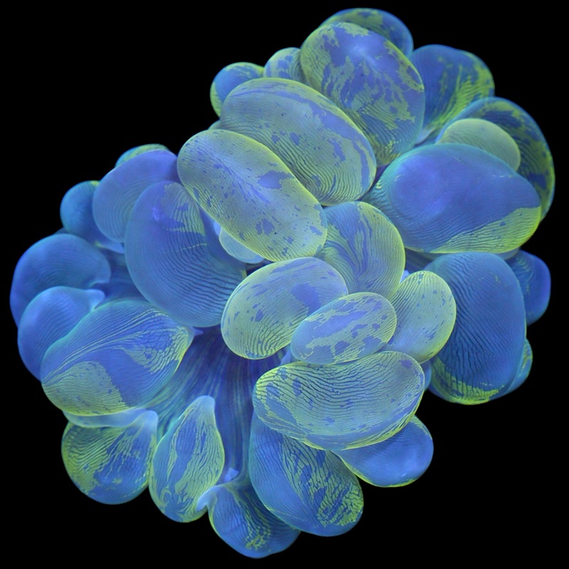 Camo Bubble Coral
