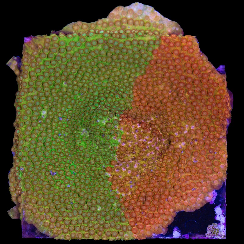 Circuit Breaker Cyphastrea Colony