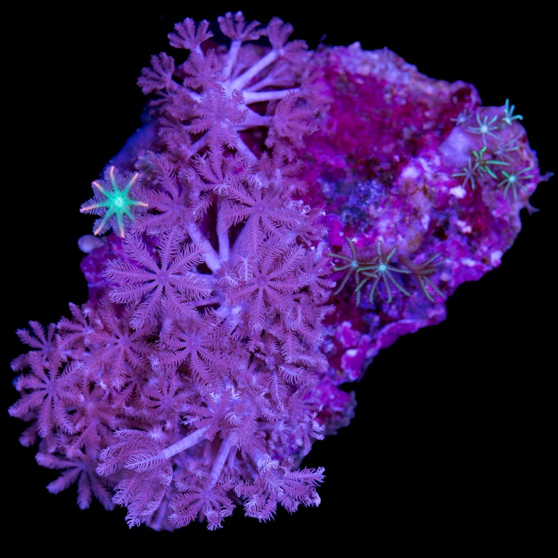 Clove Polyp Combo Colony