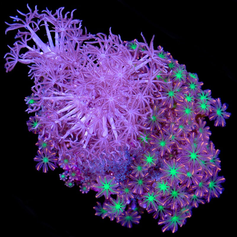 Clove Polyp, Xenia, & Blue Snowflake  Combo Colony