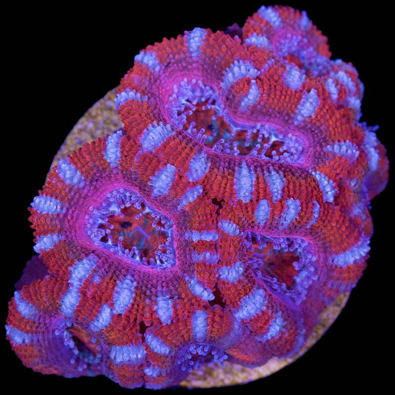 Cotton Candy Acan Lord Coral