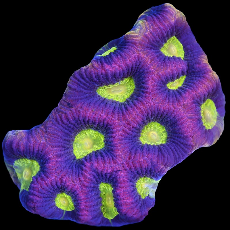 Dragon Soul Prism Goniastrea Coral - Mini Colony