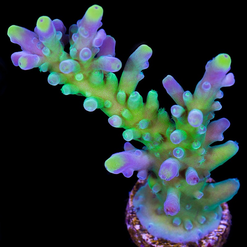 Enigma Acropora Coral