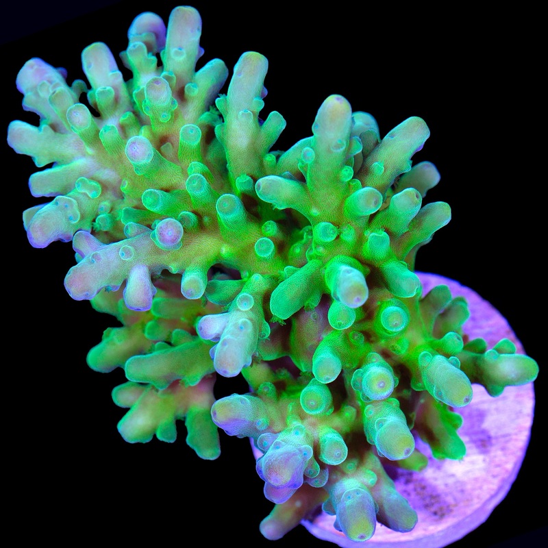 Enigma Acropora Coral - XL Frag