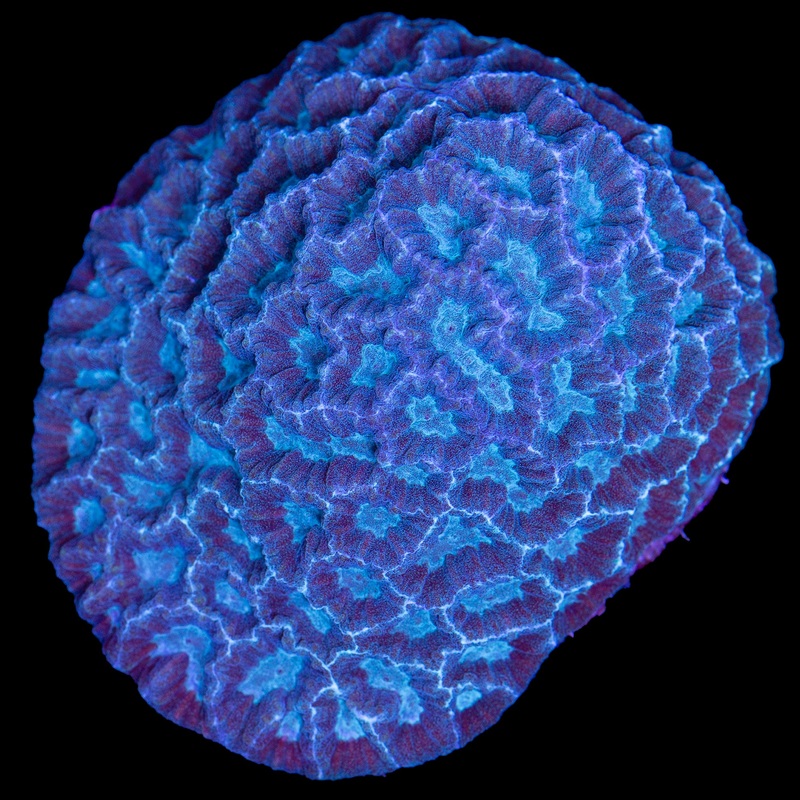 Fijian Blue Maze Brain Coral