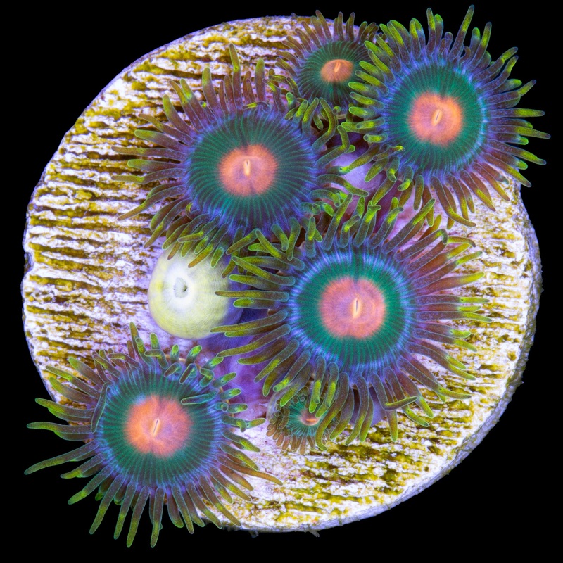 Gatorade Zoanthids