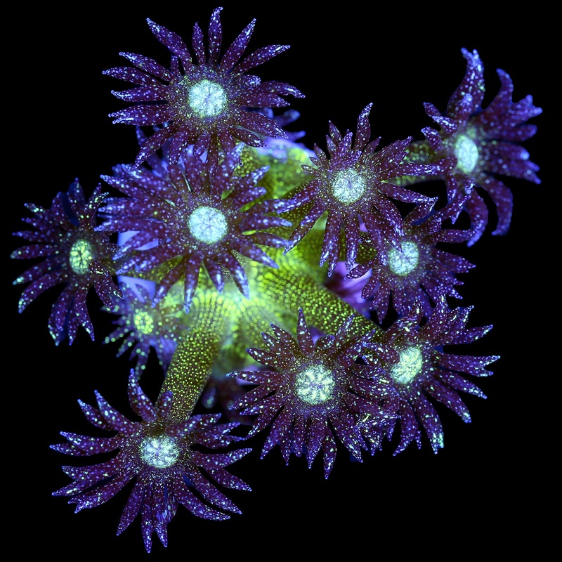 Glitter Bomb Goniopora Coral