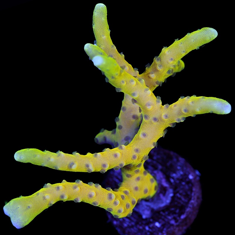 Goldenrod Anachropora Coral XL