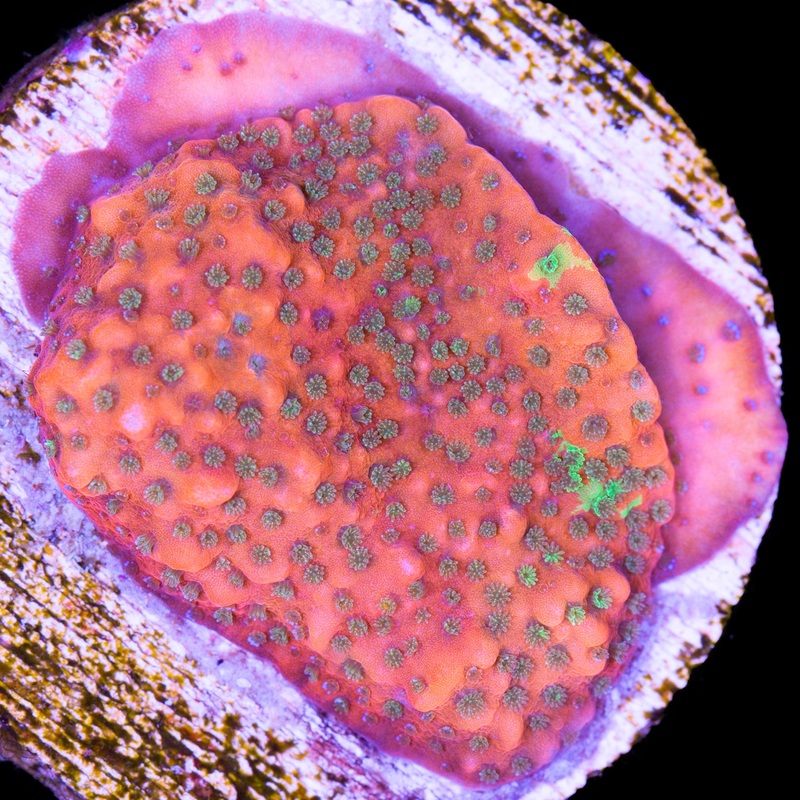 Grafted Montipora Coral