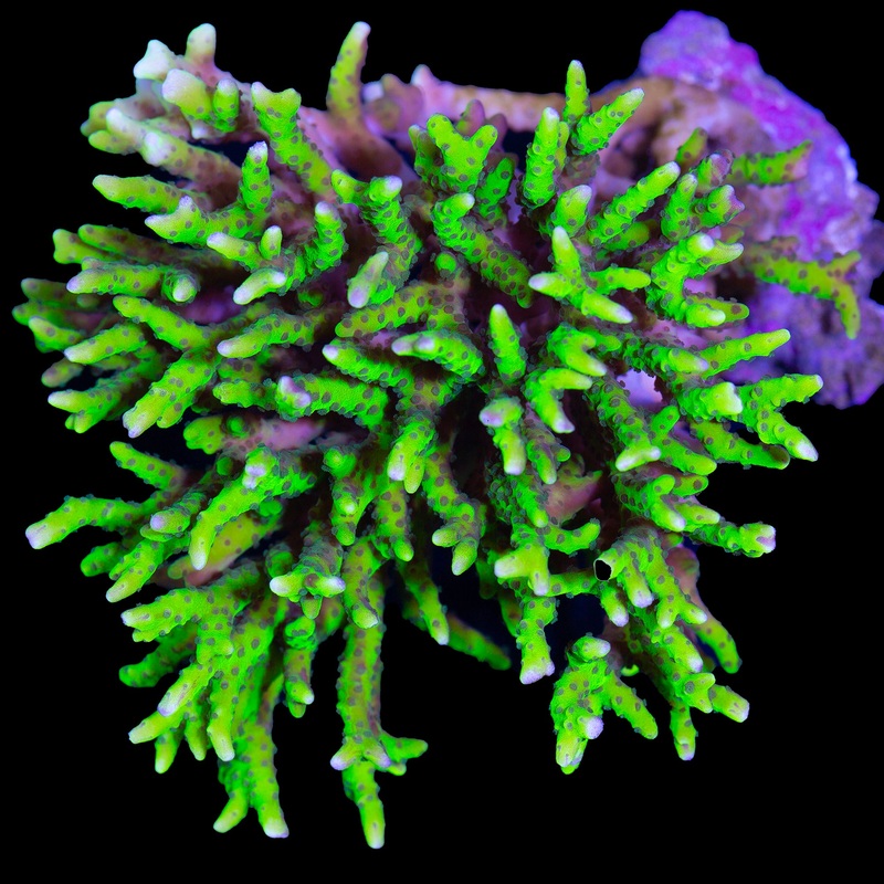 Green Goblin Anacropora Coral Colony