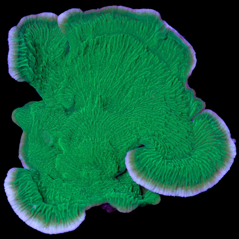 Green Montipora Capricornus Coral Colony
