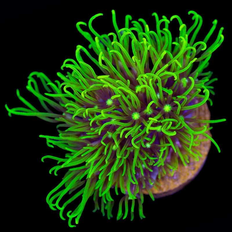 Green Star Polyps