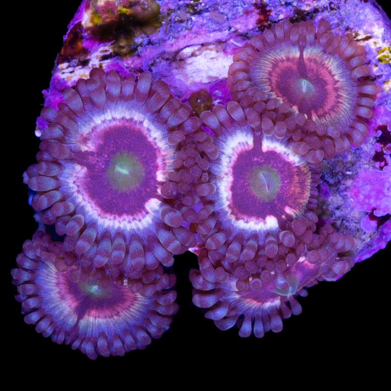 Hawkmoon Zoanthid Coral