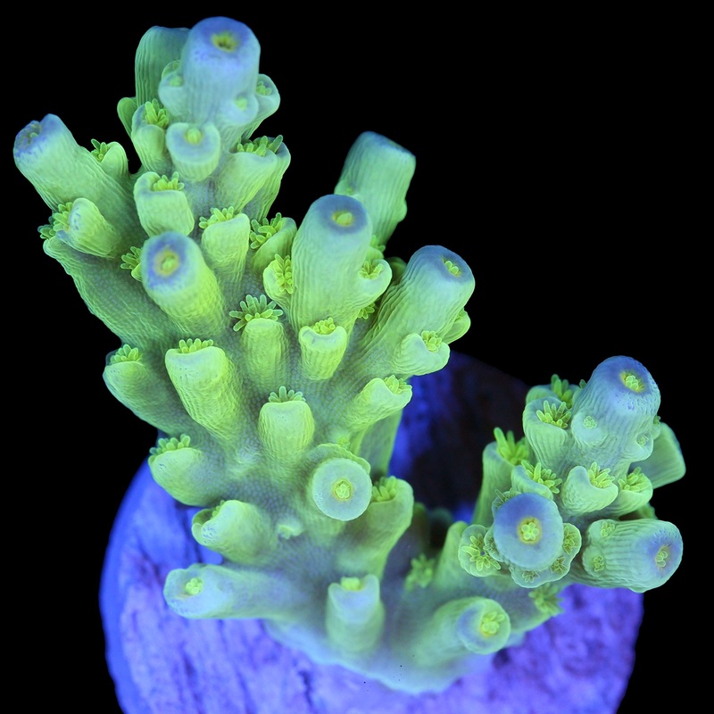 Highlighter Tenuis Acropora Coral